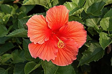 《异度神剑3》美版限定版重新上架光速售尽 黄牛3倍价格倒卖